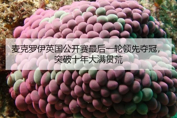 mai-ke-luo-yi-ying-guo-gong-kai-sai-zui-hou-yi-lun-ling-xian-duo-guan-tu-po-shi-nian-da-man-guan-huang-3-459.jpg